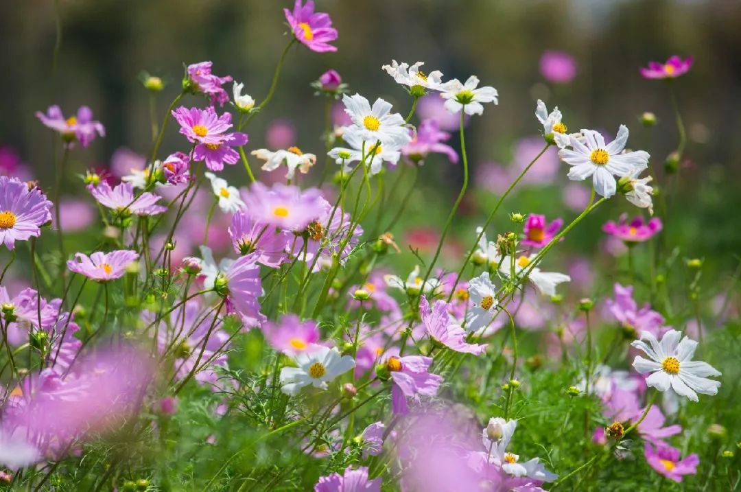 成都花仙子售价5.99万起 暂无优惠