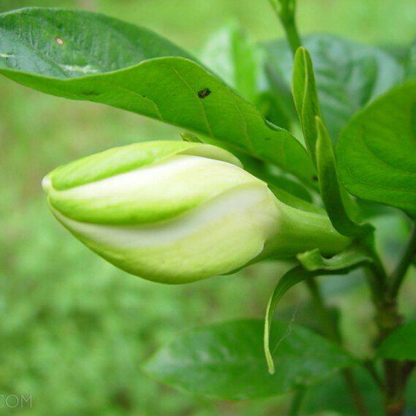 Seeds | 枡水科技完成超亿元A轮融资，蔚来资本领投